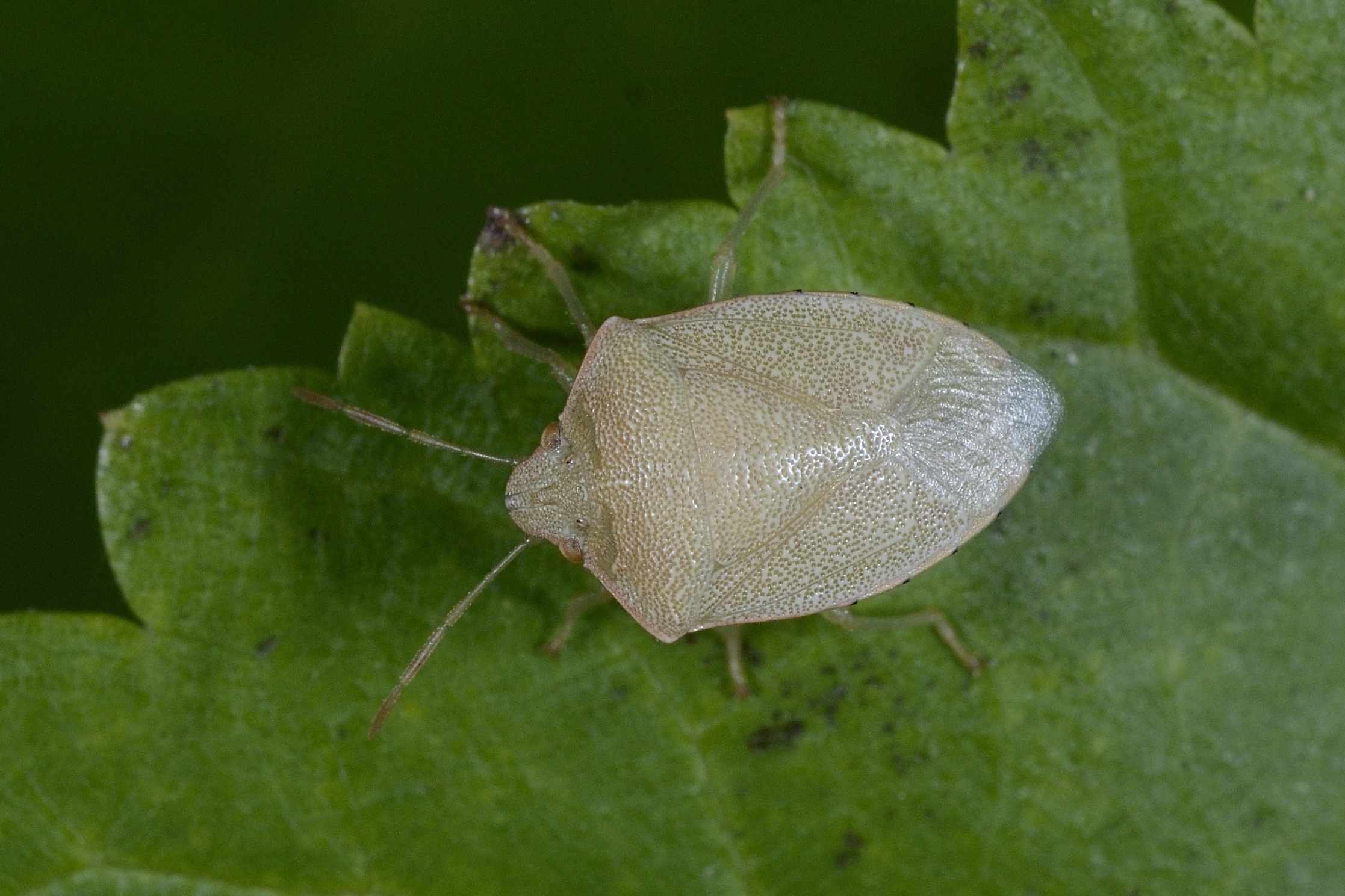 Pentatomidae:  Pleziodorus?  No,  Acrosternum millierei